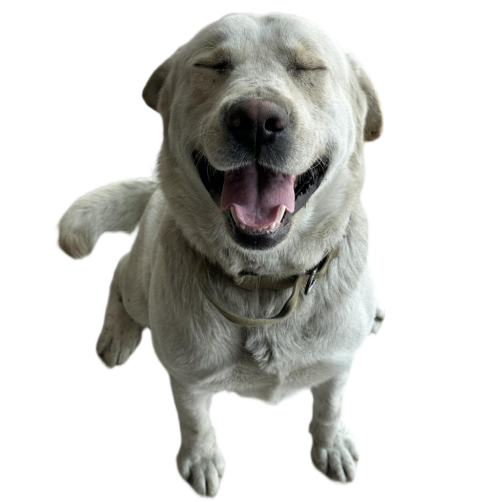 【泰满嘟宠物洗护香波】养宠家庭必囤清单：净化除螨+天然植萃，守护毛孩健康的“隐形盔甲