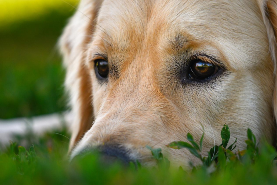 ‌萌宠图鉴 | 狗狗篇：毛茸茸的治愈系家人，你选对了吗？
