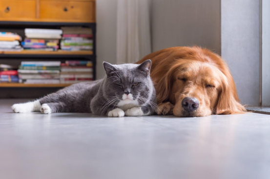 宠物猫狗四季饮食小秘籍，让它们吃得开心又健康！